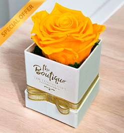   Box 1 Rosa Eterna Amarilla